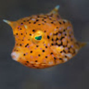 Meet your Posher, Alyson